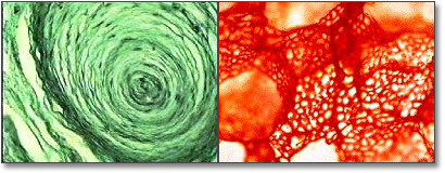 Division of Morphology