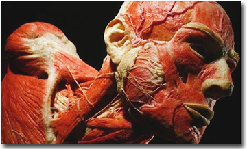 Division of Morphology